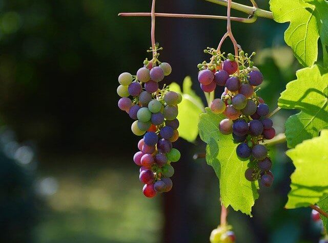 uprawa winorośli